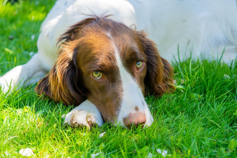 Some dog breeds are perfectly happy slowing life down once the adventure is over 11 English Springer Spaniel