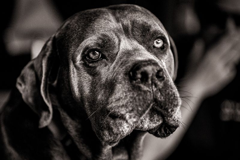 11 dog breeds that may tell you someone is nearby without barking once - if you know where to look 8 Cane Corso