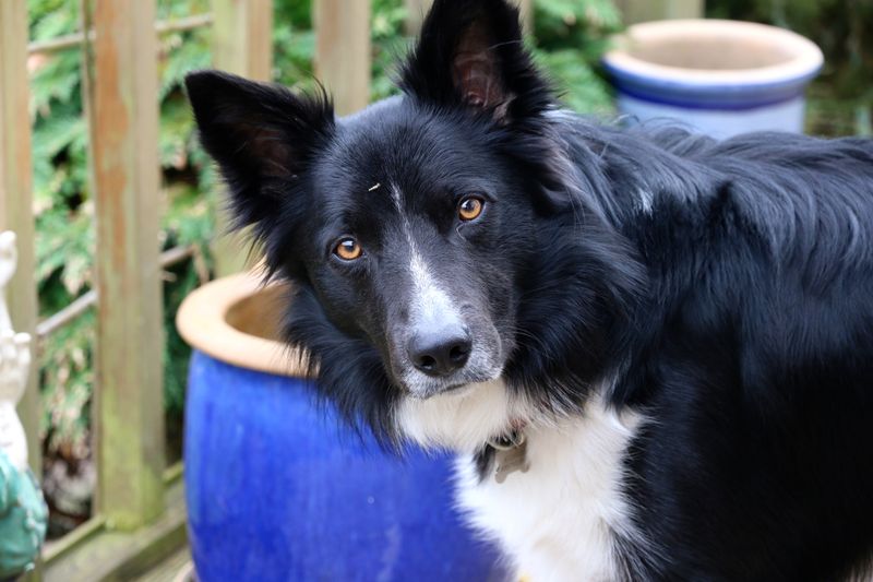 11 breeds where one simple rule can prevent bigger problems later 2 Border Collie