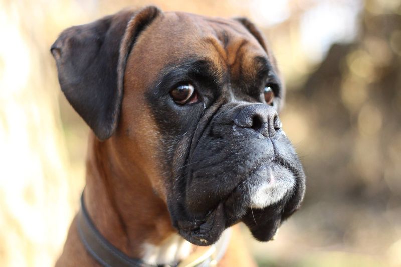 The dog everyone scrolls past could be exactly the companion they've been searching for 11 Boxer