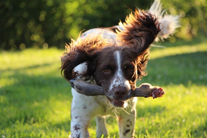 16 dog breeds that tend to show up disproportionately in professional training and working roles 12 Springer Spaniel