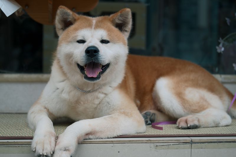 Some dog breeds choose cool floors for reasons many owners misunderstand 10 Akita