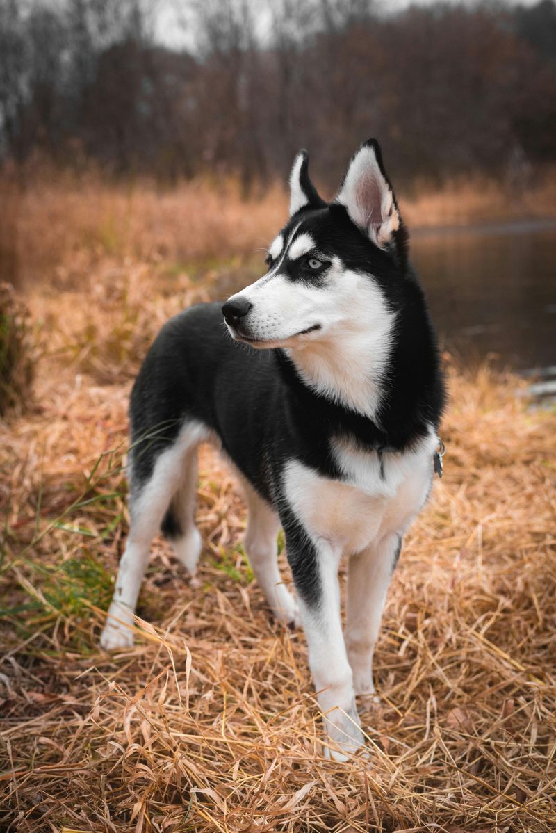 Husky