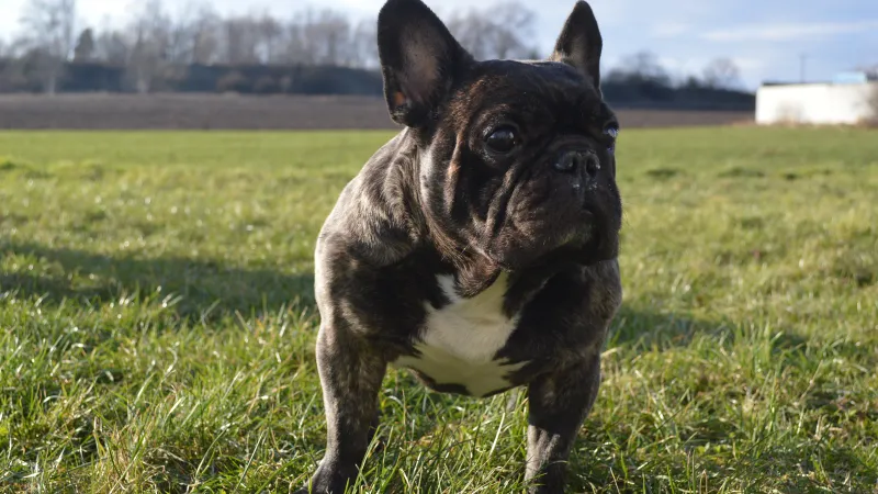 French Bulldog