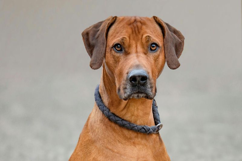 Rhodesian Ridgeback
