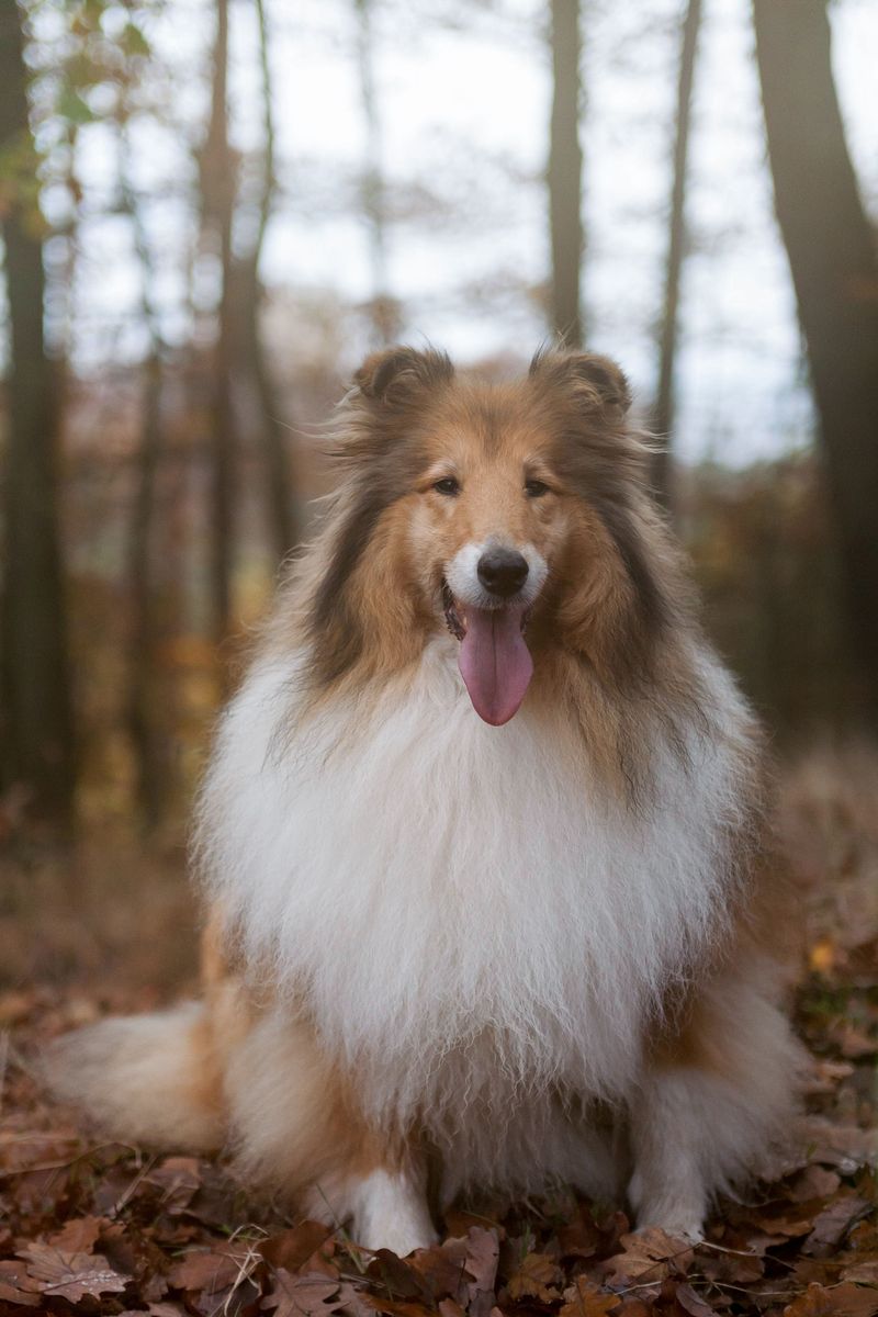 A gorgeous coat is only part of the story with these 14 remarkable dog breeds 4 Rough Collie