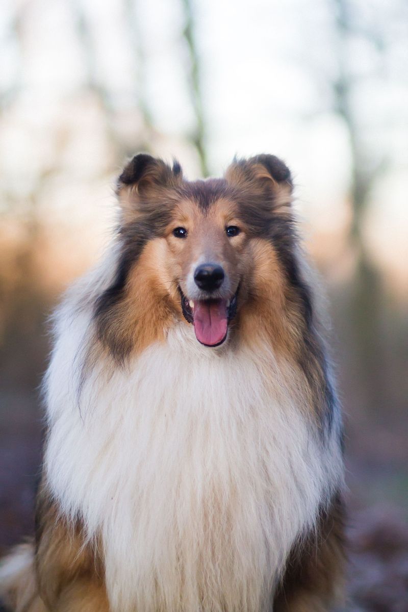 These 13 dog breeds often thrive when life follows a familiar rhythm 7 Rough Collie