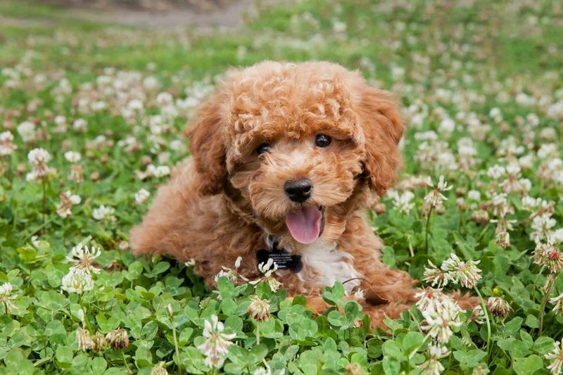 Bichon Poo