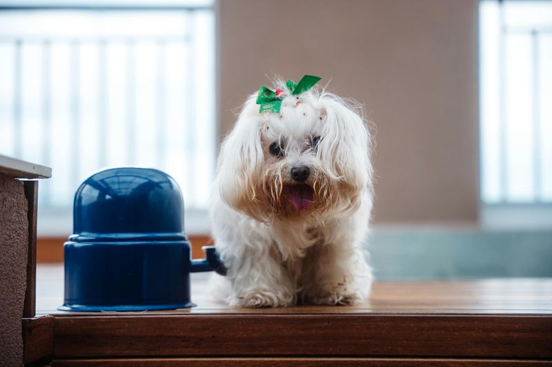 These 15 dog breeds want nothing to do with water 8 Maltese