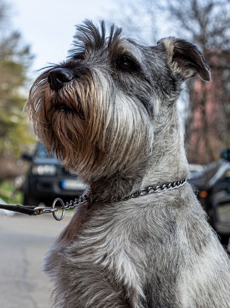Some dogs keep strangers at a distance - Then completely change around their family 9 Giant Schnauzer
