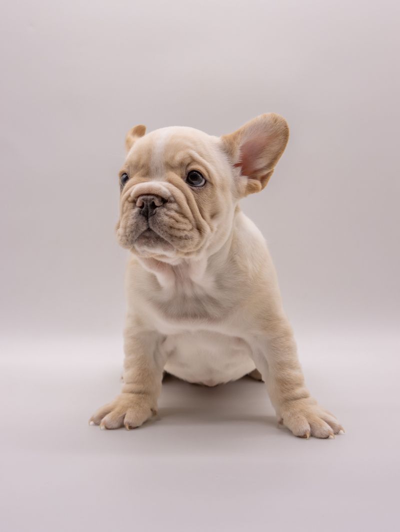 America has thousands of dogs to choose from - Yet these little breeds keep ending up near the front of the conversation 2 French Bulldog