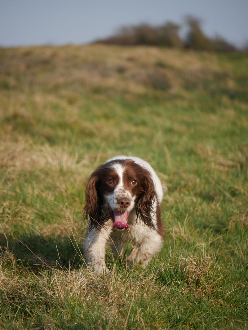 Give these dog breeds room, purpose, and outdoor work - then watch their instincts come alive 7 English Springer Spaniel