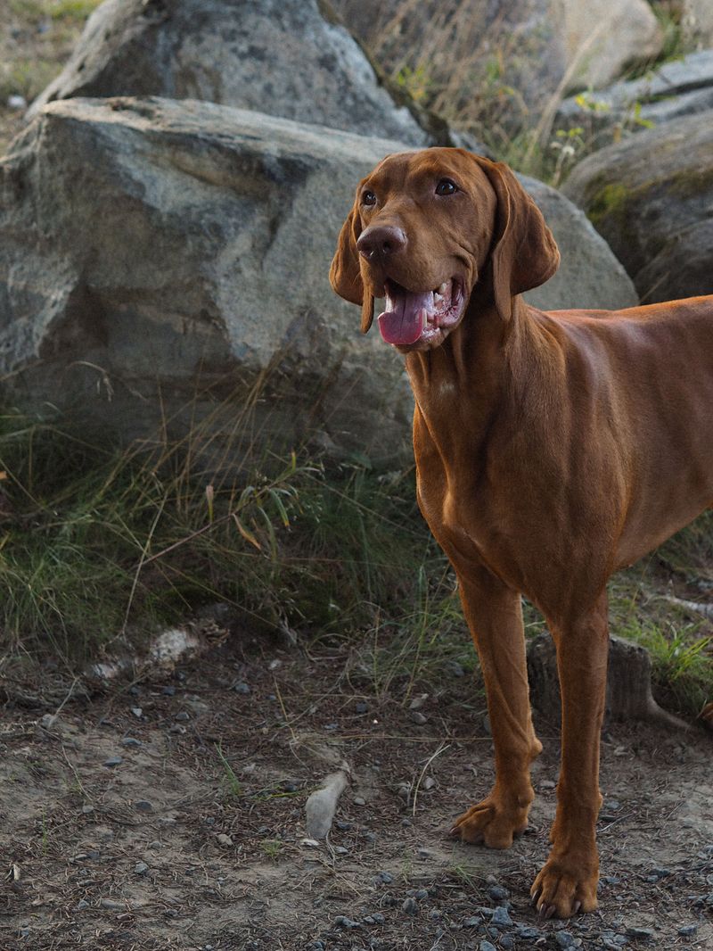 Some dog breeds leave such a lasting impression that every future companion has big shoes to fill 8 Vizsla