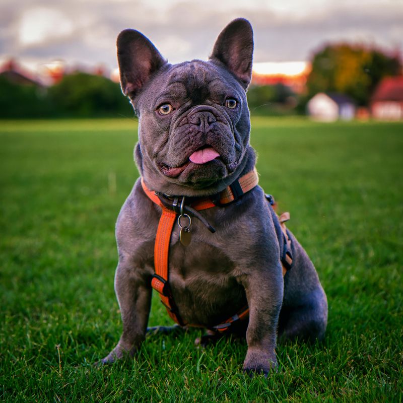 27 Compact Dog Breeds That Stay Close and Loyal to Their Families 26 French Bulldog