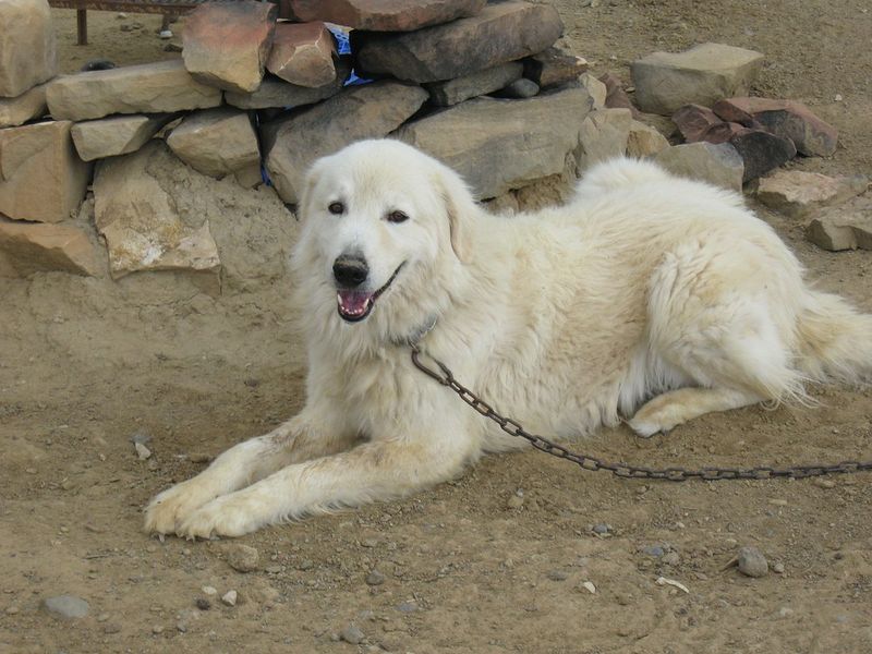 11 dogs made for today's world - plus 4 that still belong in wide-open spaces 16 Maremma Sheepdog