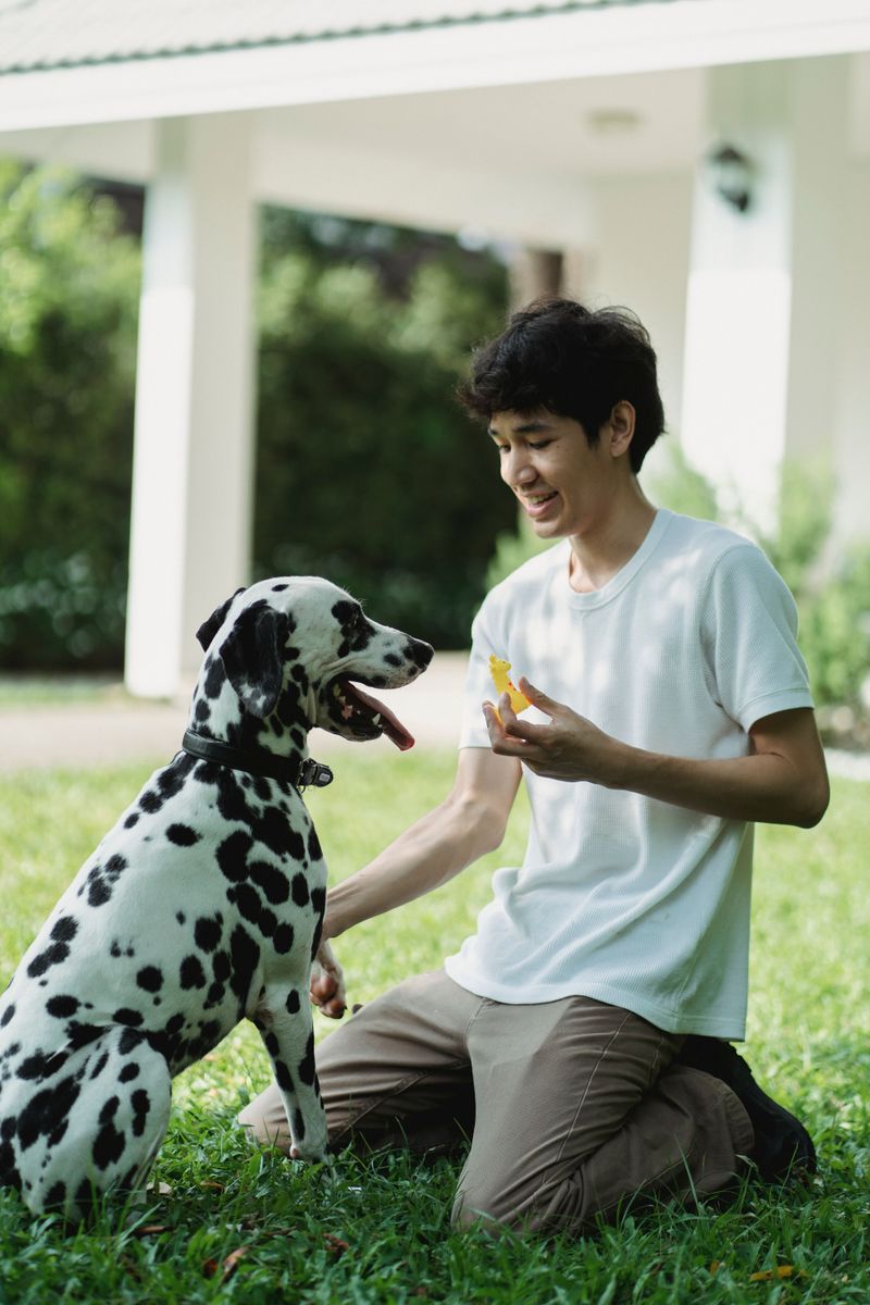 Some dog breeds look impressive - These companions prove themselves in ordinary life 6 Dalmatian