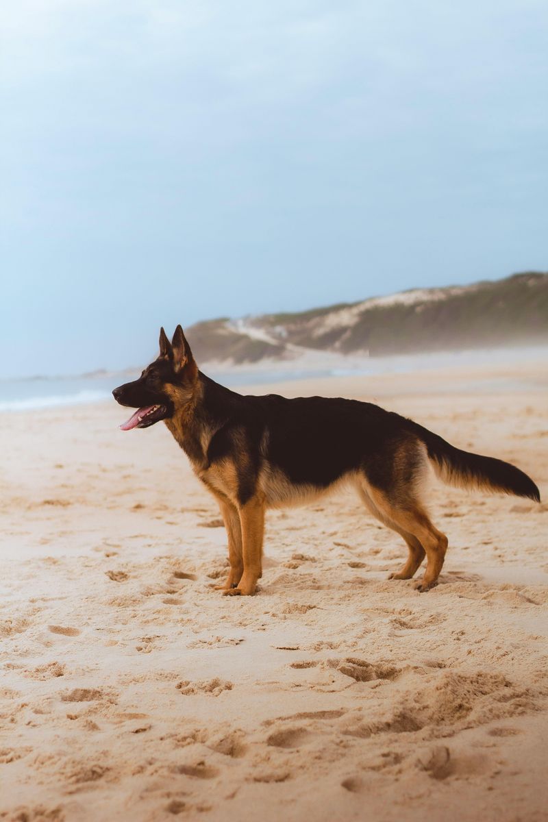German Shepherd Dog