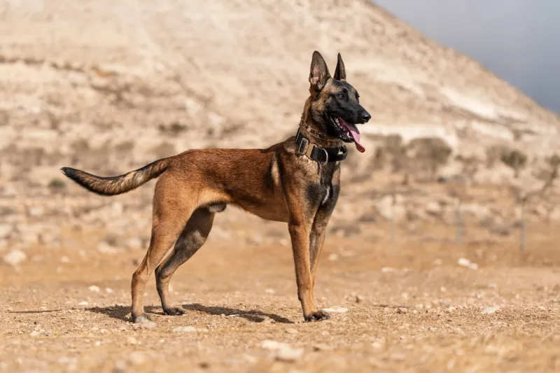 Belgian Malinois