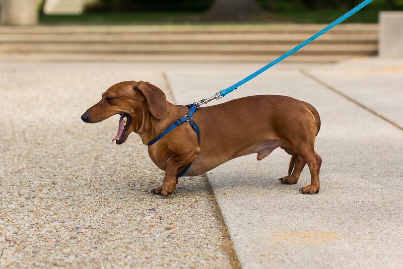 Dachshund