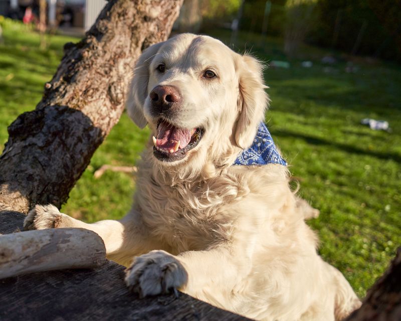 Some dogs warm up to strangers slowly, and these 11 breeds are worth the wait - plus 2 that never stop greeting 13 Golden Retriever