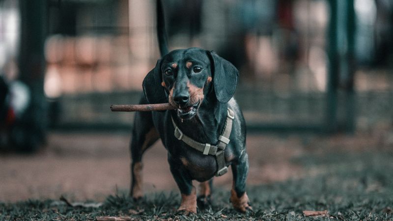 Think you'll try a different breed next time? Owners of these 11 dogs often say that too - At first 5 Dachshund