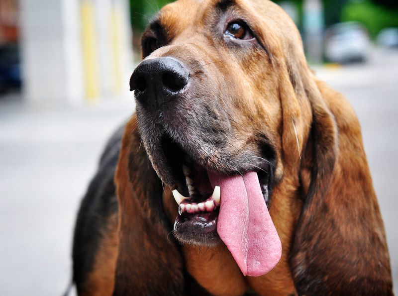 These 12 dog breeds experience the world one smell at a time - plus 3 that rarely miss a clue 2 Bloodhound