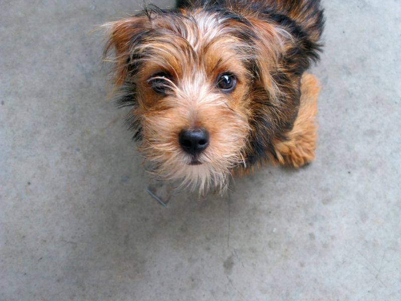 Norfolk Terrier
