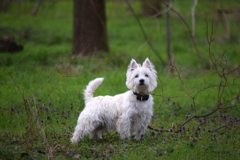 Small enough for your lap doesn't necessarily mean too small to sound the alarm 9 West Highland White Terrier - bright coat, brave callout