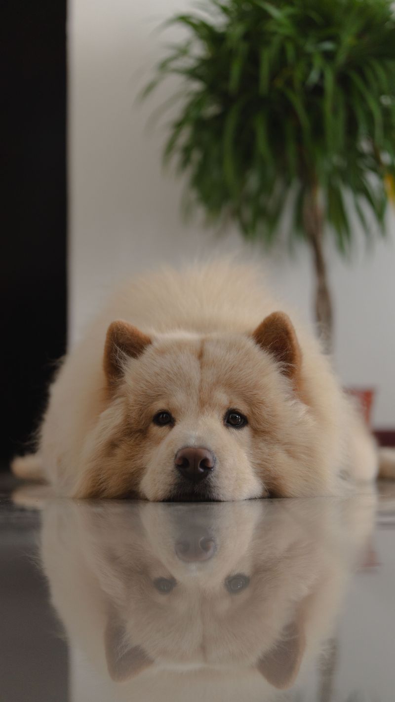 These dog breeds often become exceptional learners once owners stop rushing the process 5 Chow Chow