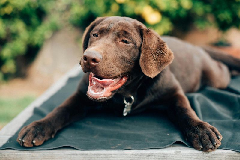 Labrador Retriever