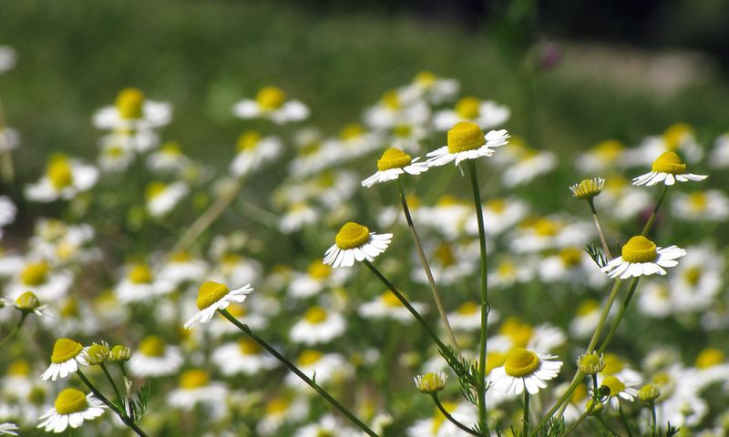 Chamomile