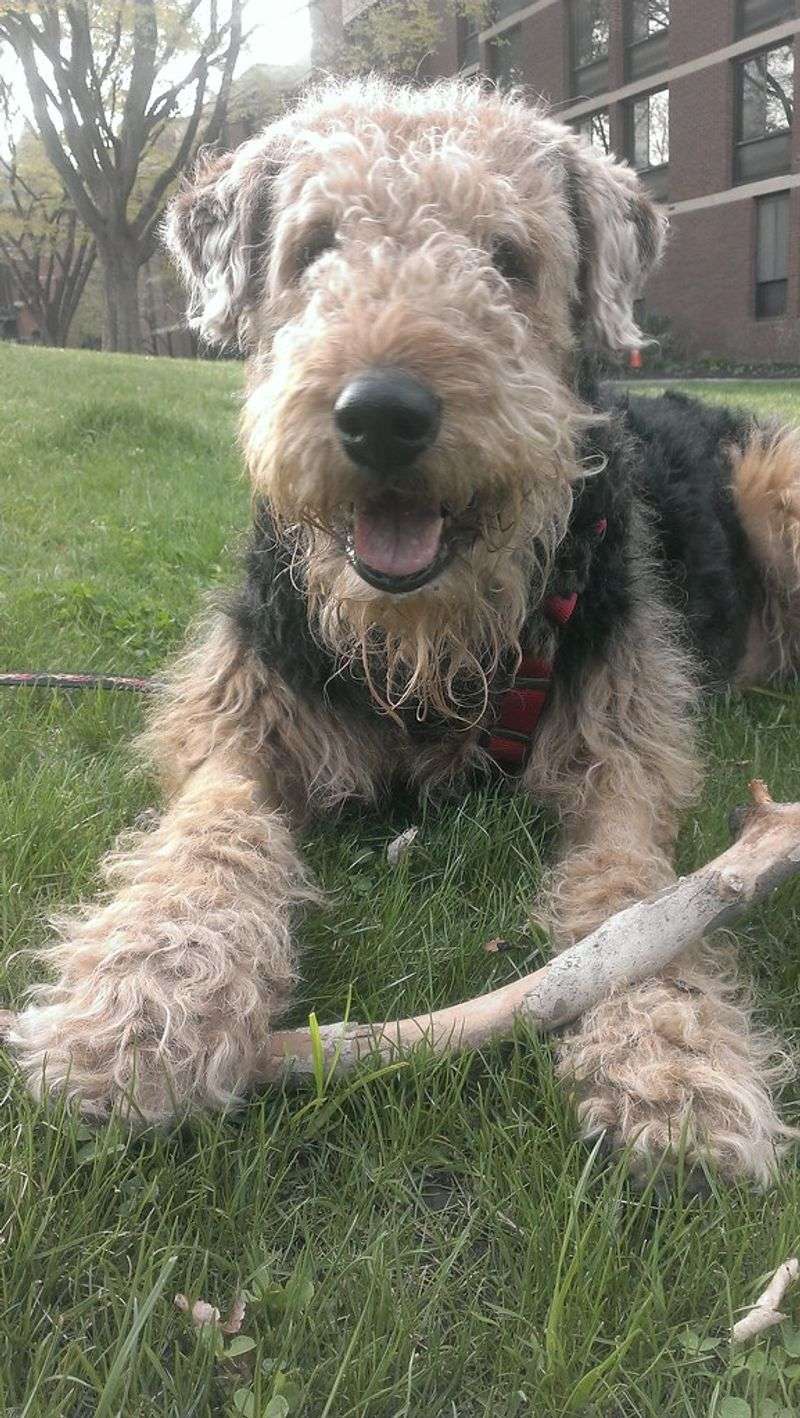 The smartest dog isn't always the one that obeys fastest - these breeds may prefer finding their own solution 11 Airedale Terrier