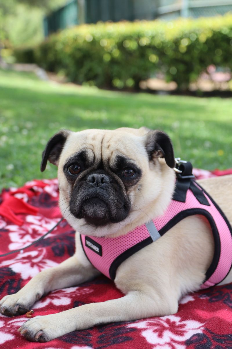 Your summer routine may feel normal - These breeds may need you to completely rethink it 4 Pug: Make Shade Part of the Plan