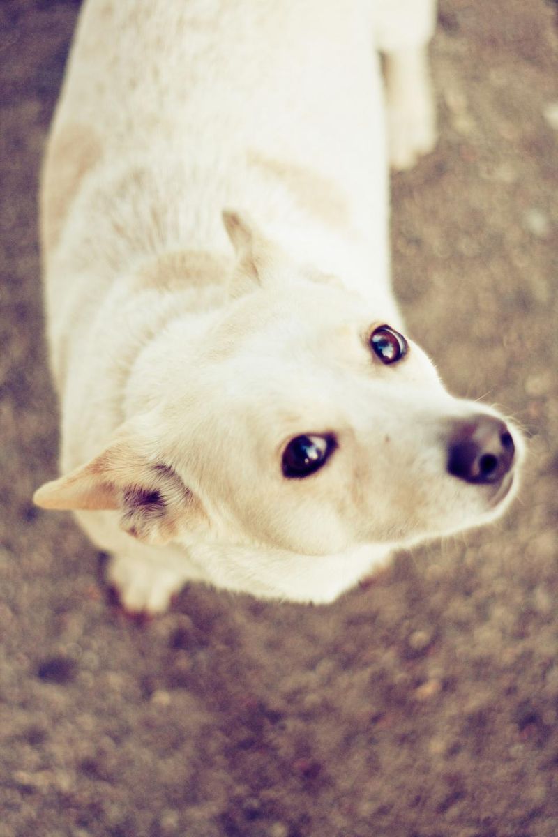 Bright and alert eyes