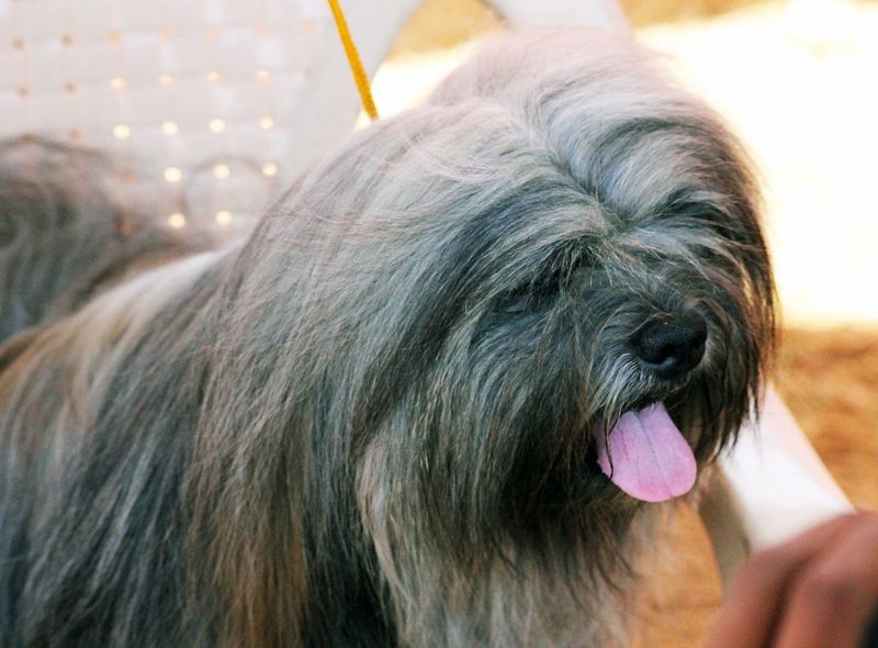 Lhasa Apso