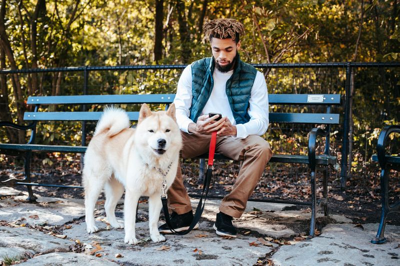 10 breeds that thrive when they feel included - plus 4 that value considerably more independence 12 Akita: Loyalty With a Need for Personal Space