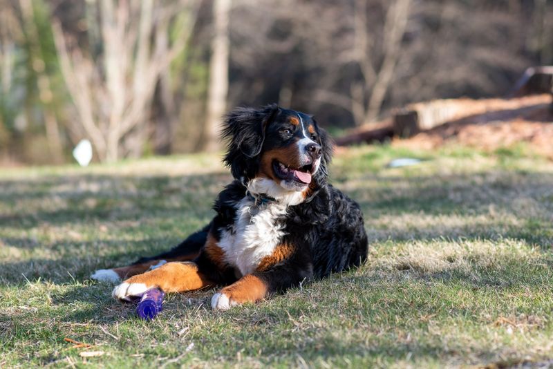 Live where summers get serious? Breed choice matters more than many owners realize 8 Bernese Mountain Dog