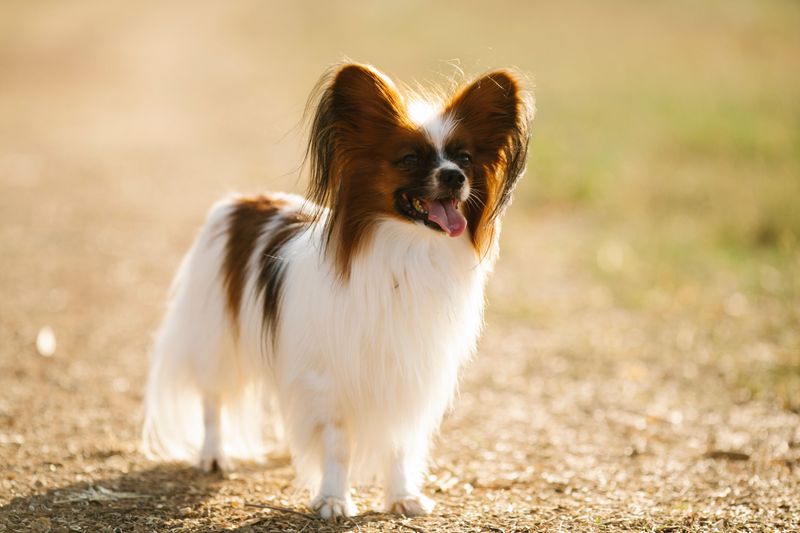 13 dog breeds that can stop trying when every mistake becomes a correction 9 Papillon