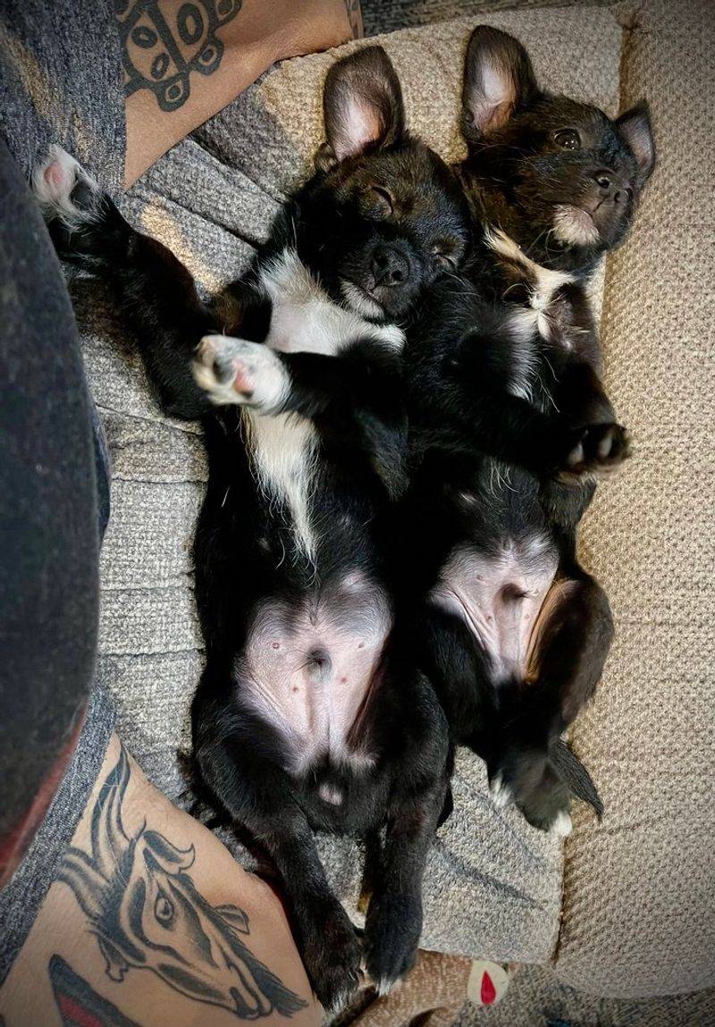 Exposing their belly