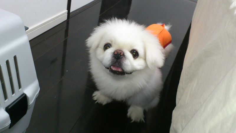 If quiet evenings sound perfect, these 13 dog breeds will probably agree 13 Japanese Chin