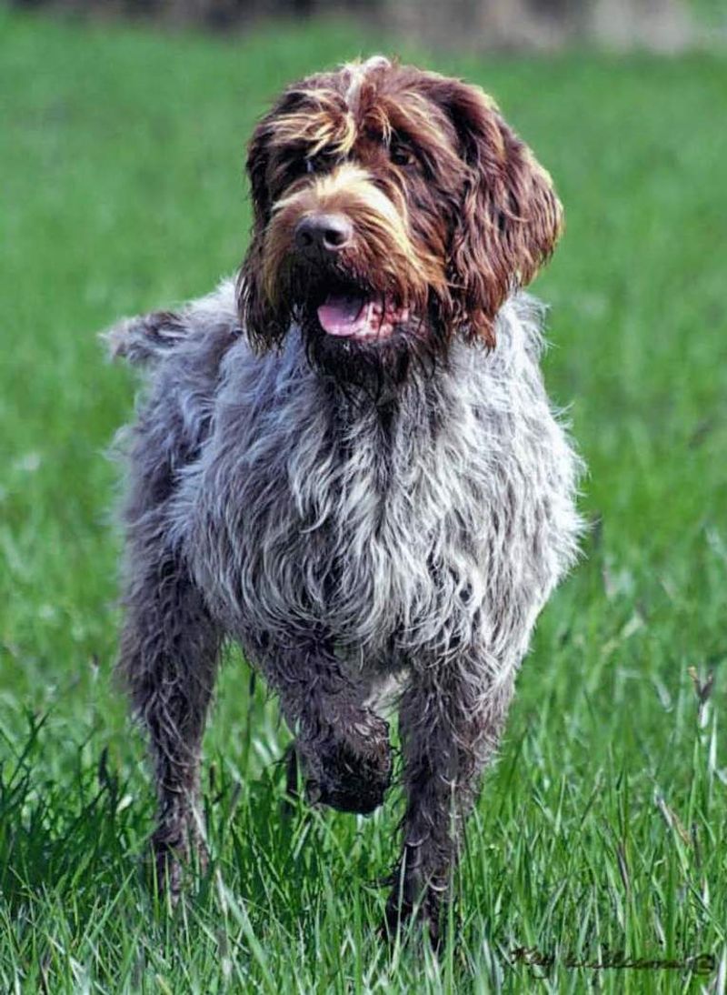 Wirehaired Pointing Griffon