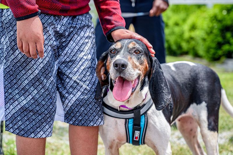 Behind the kennel door may be an incredible companion people keep passing by 10 Treeing Walker Coonhound