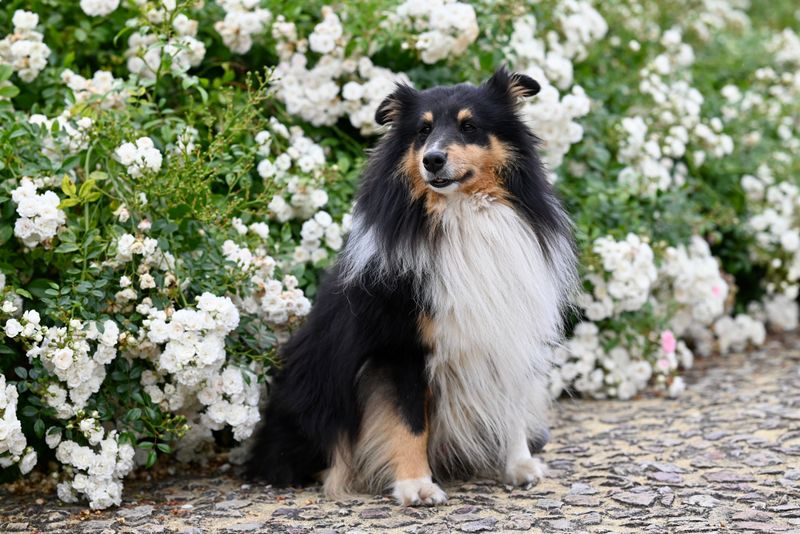 Living with these dog breeds feels different every year - because they keep developing in unexpected ways 5 Rough Collie