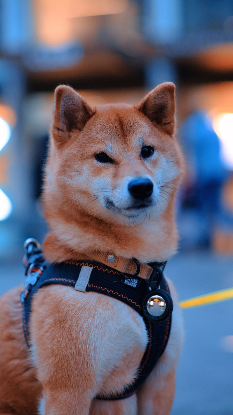 These dog breeds are finding their place in the lives of younger city owners 10 Shiba Inu - independent streak with style
