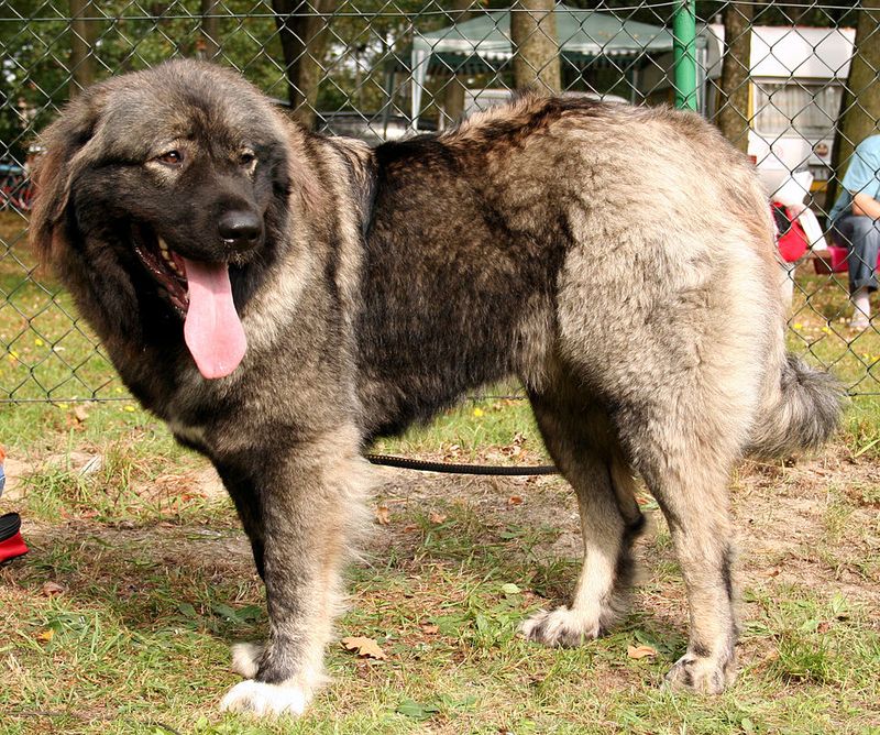 11 rugged dog breeds that still carry the mentality of life in harsh terrain 4 Caucasian Shepherd