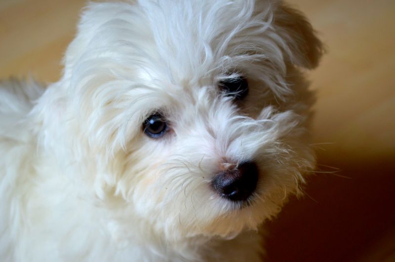 12 dogs that form incredibly close attachments - plus 3 that wait patiently for you 8 Maltese