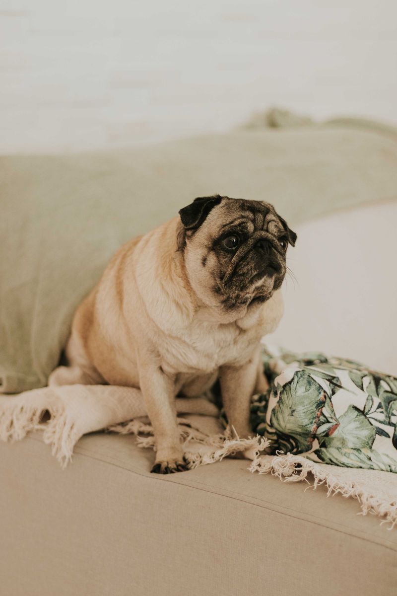 Pet another dog and suddenly these breeds may become very interested in what you're doing 12 Pug