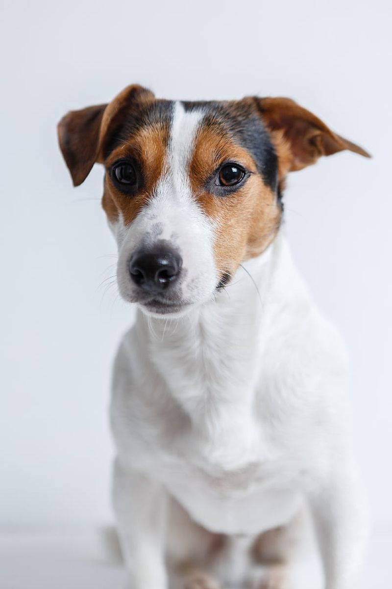 People Say “Small Dogs Are Easier” - These 10 Breeds Prove That’s Not Always True 4 Jack Russell Terrier
