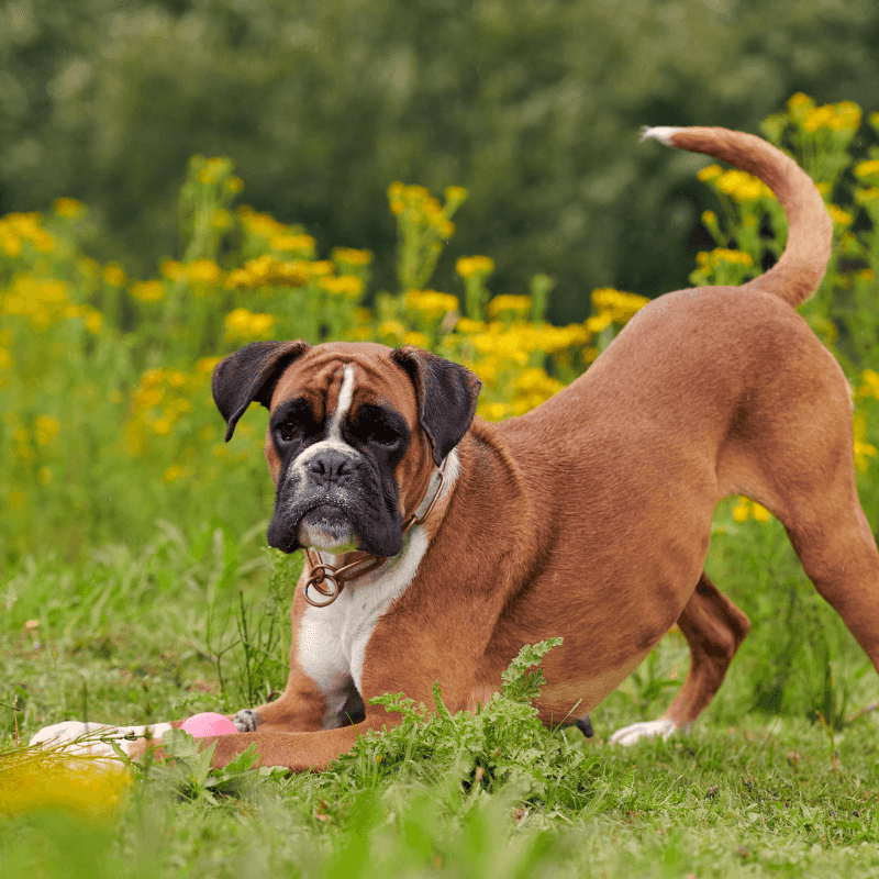 A dog that reacts to everything isn't necessarily the dog you want protecting your home 8 Boxer