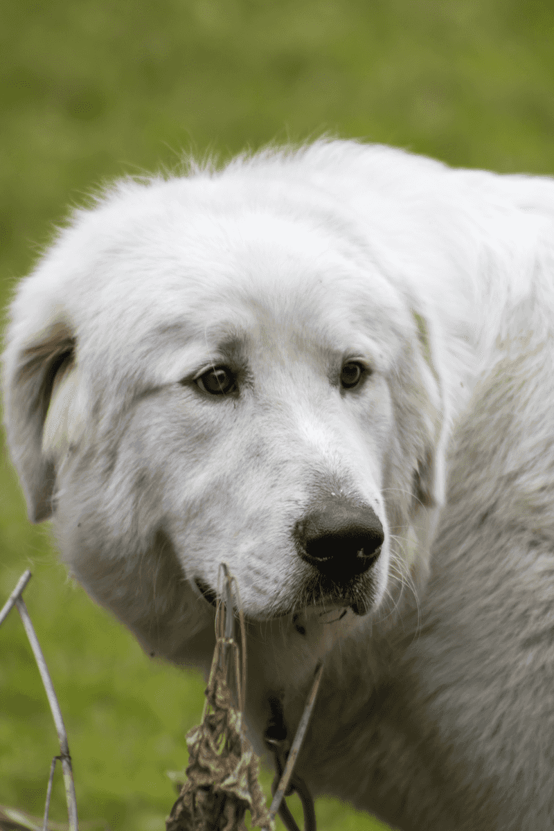 The most comfortable relationships often come from these 11 quietly confident dog breeds 7 Great Pyrenees